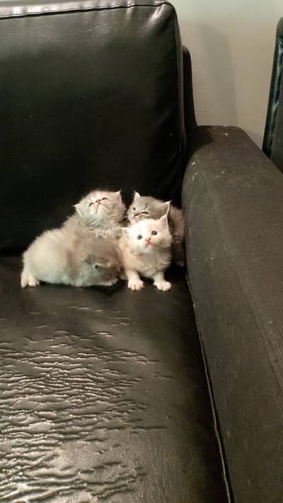 Persian kittens