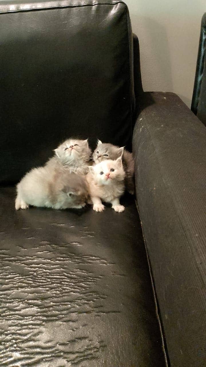 Persian kittens 0