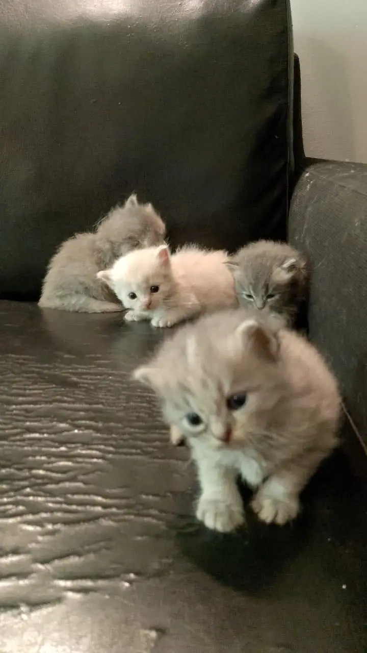 Persian kittens — photo 2