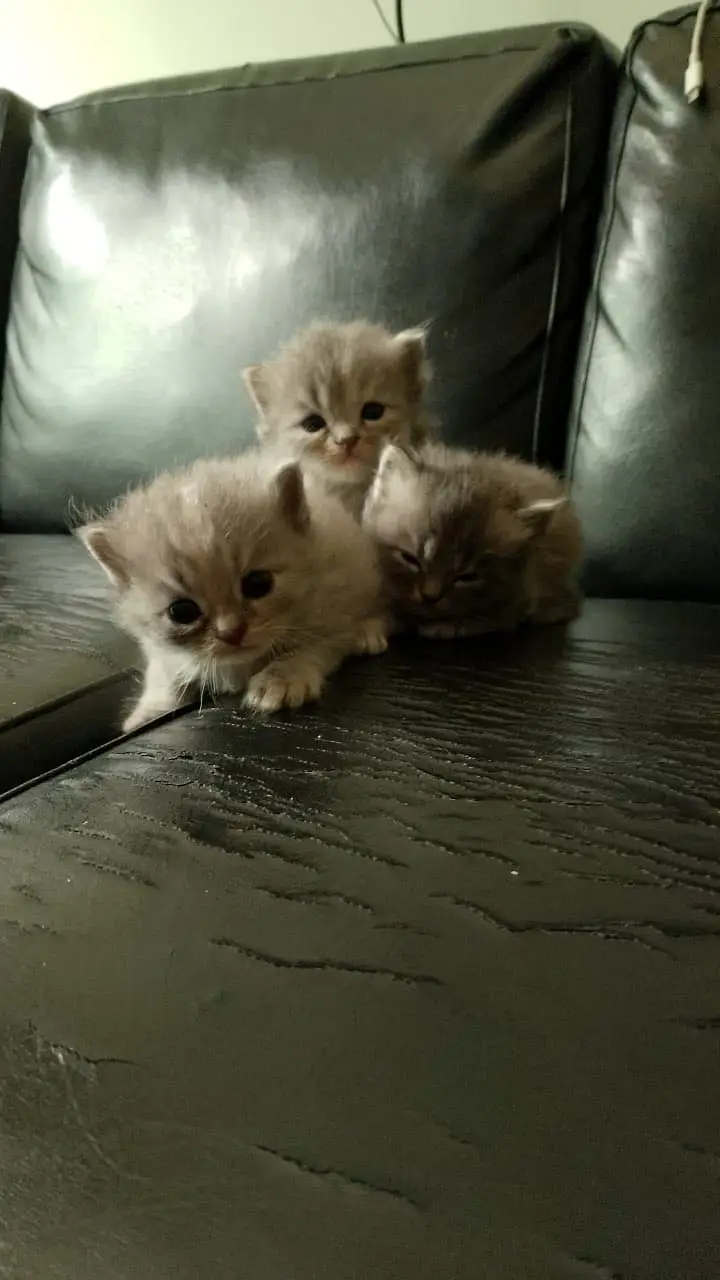 Persian kittens — photo 3