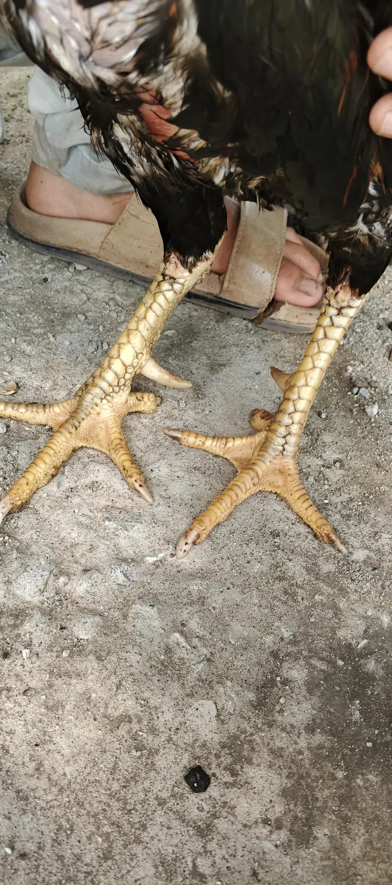 Aseel Pair — photo 5