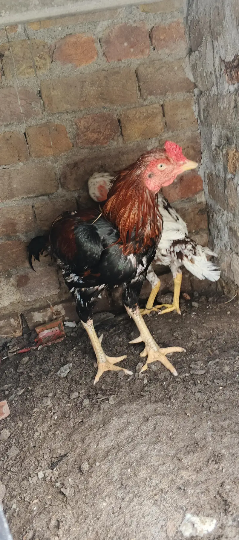 Aseel Pair — photo 6