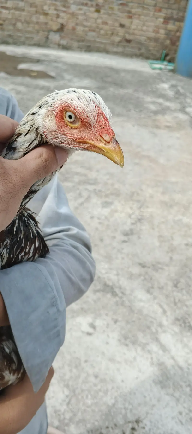 Aseel Pair — photo 12