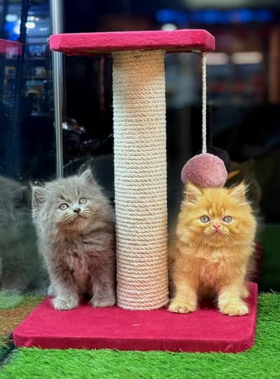 Persian cat and kitten punch face triple coated