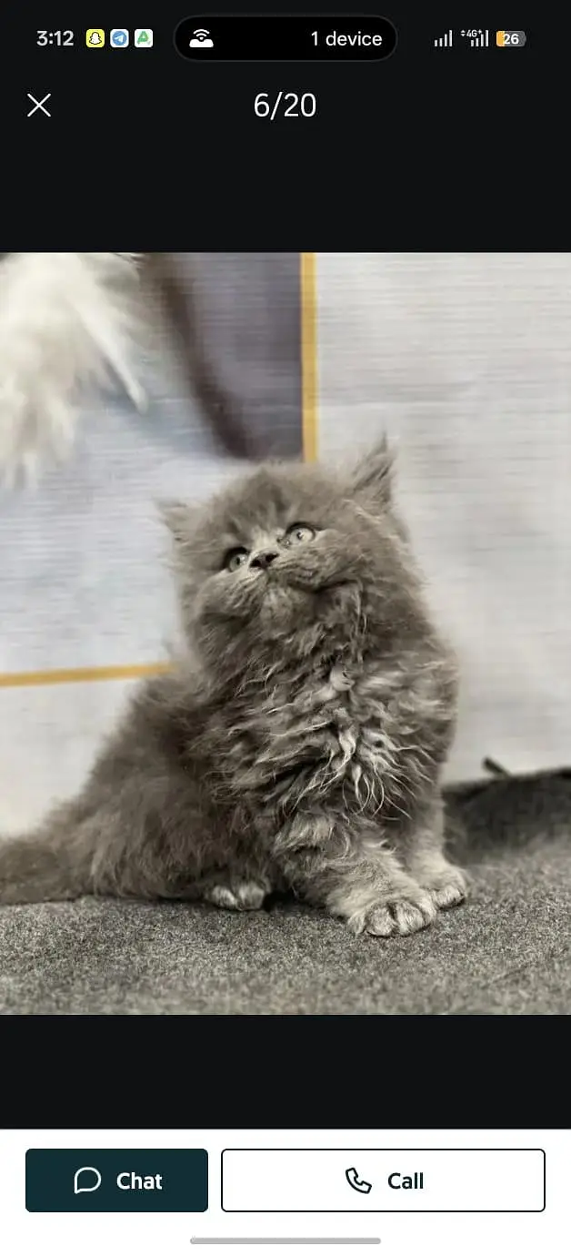 Persian cat and kitten punch face triple coated — photo 4