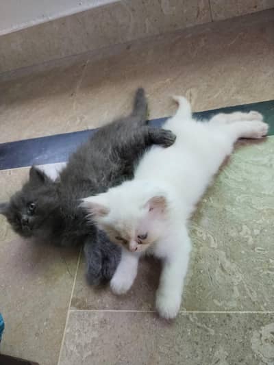 Persian Cats