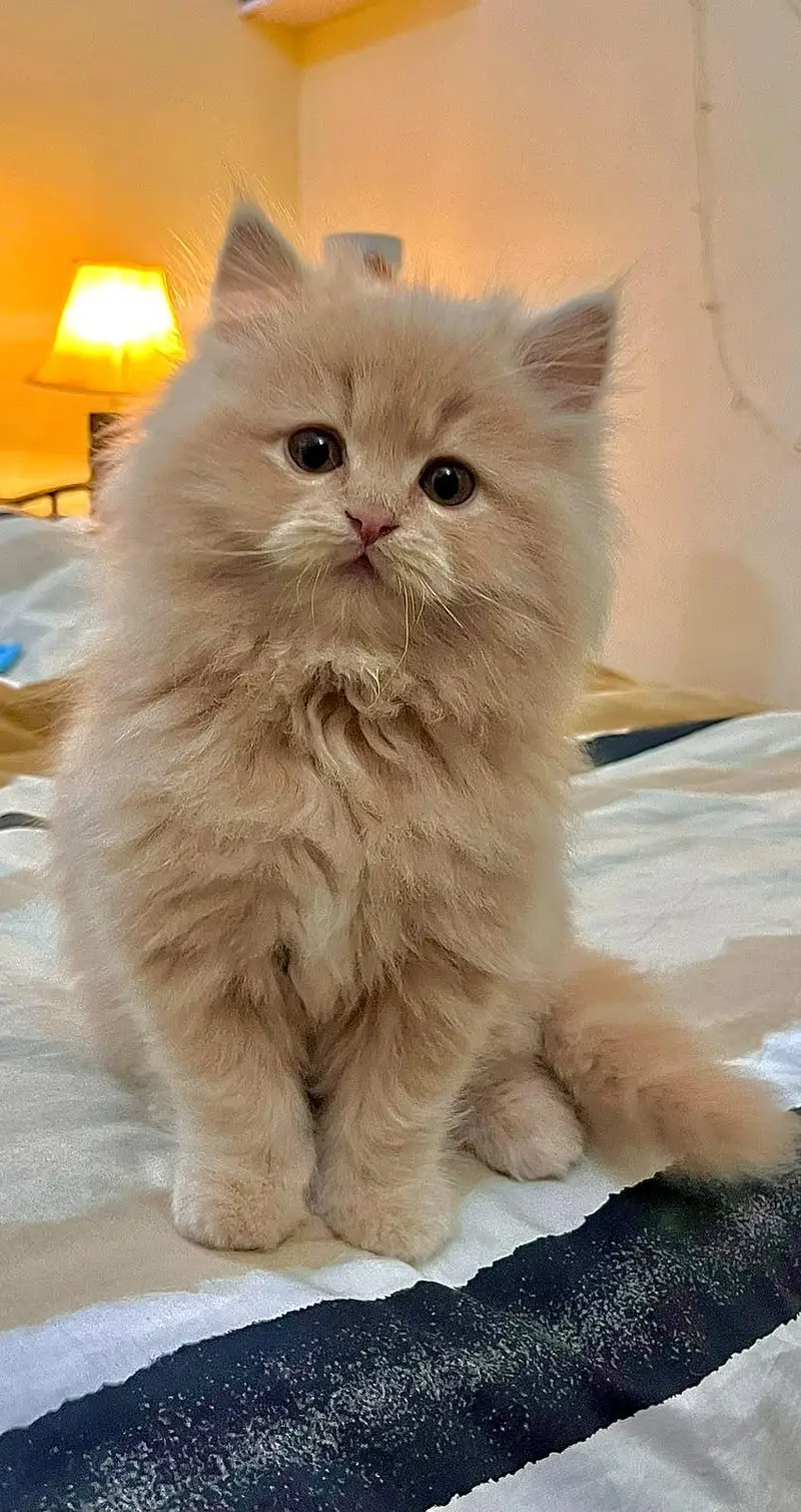 Persian cat and kitten punch face triple coated — photo 2