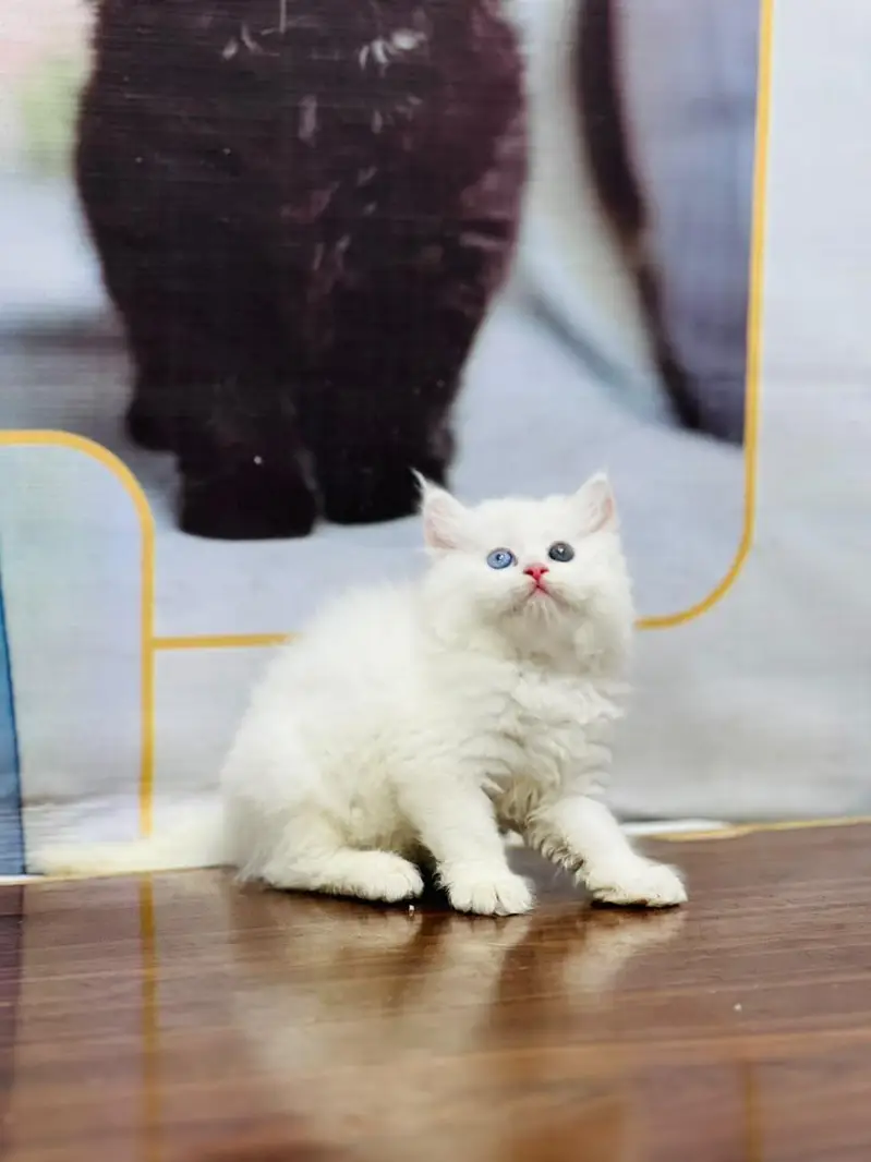 Persian cat and kitten punch face triple coated — photo 3