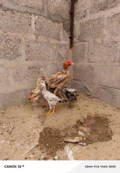 Aseel hen with 5 chicks