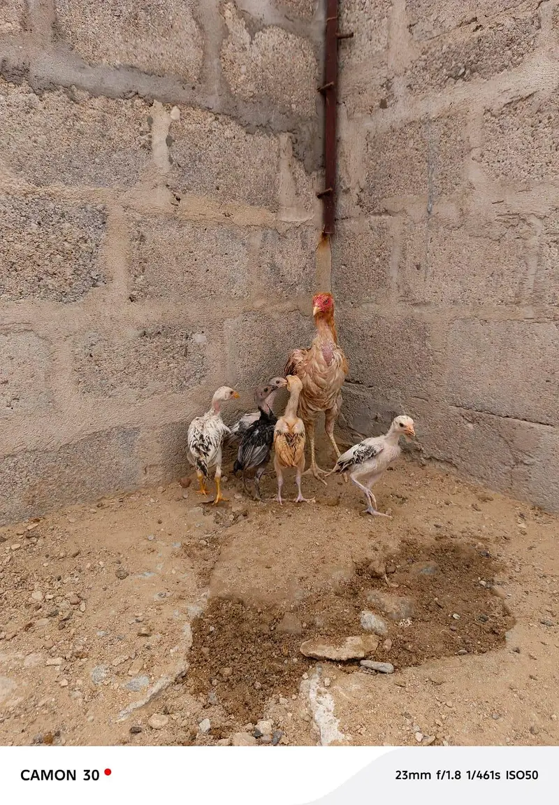 Aseel hen with 5 chicks — photo 2