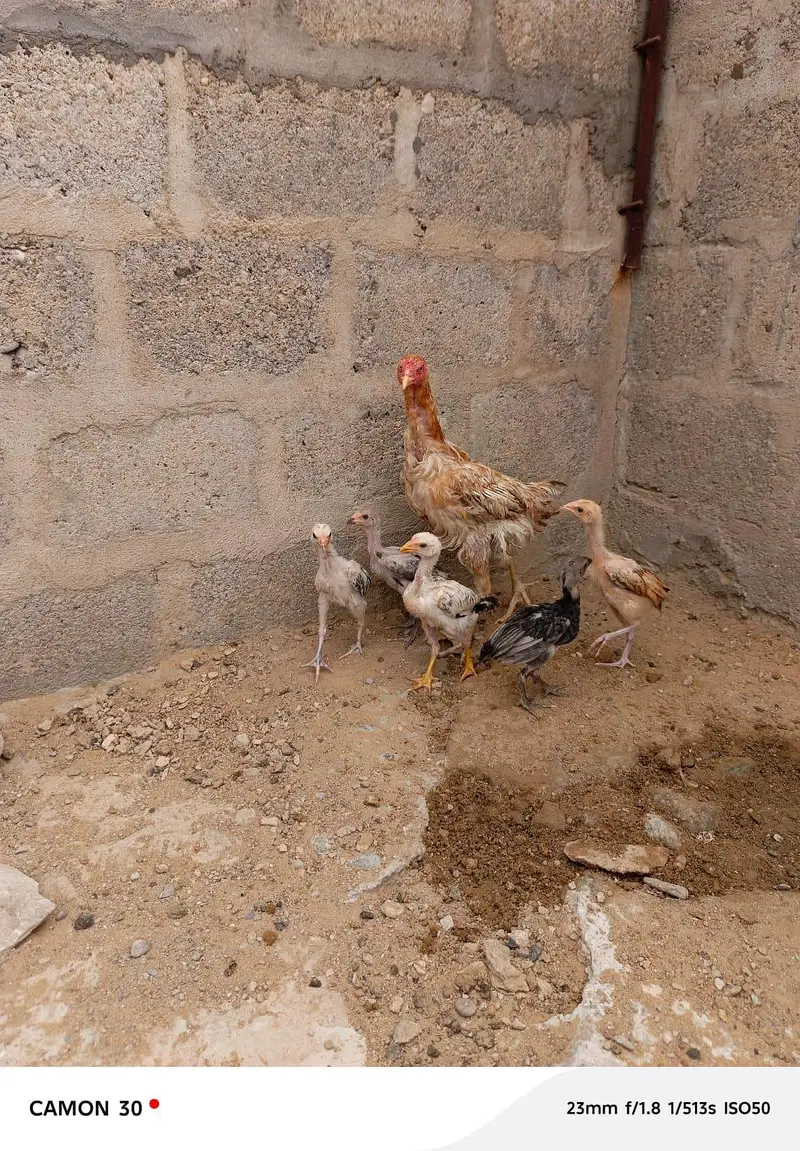 Aseel hen with 5 chicks — photo 3
