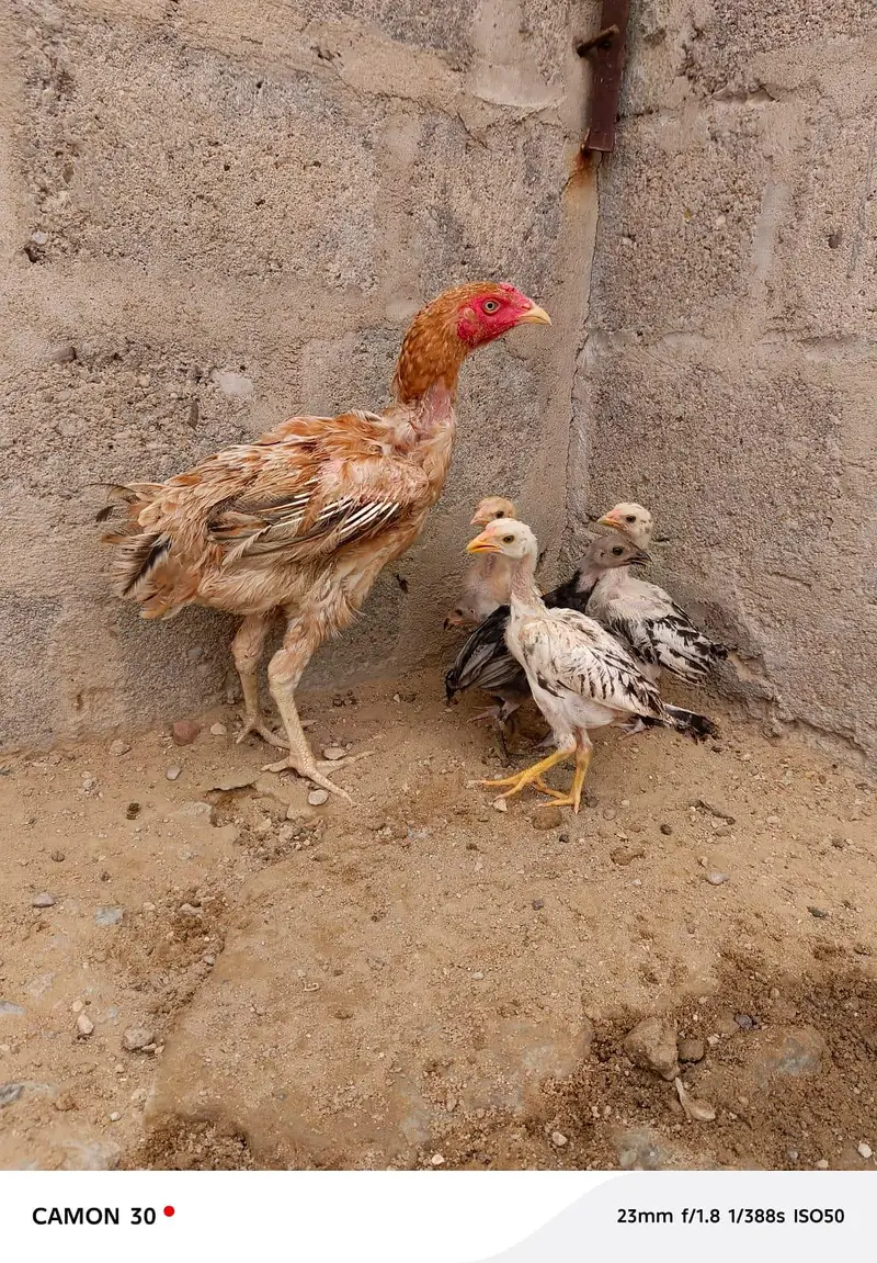 Aseel hen with 5 chicks — photo 4