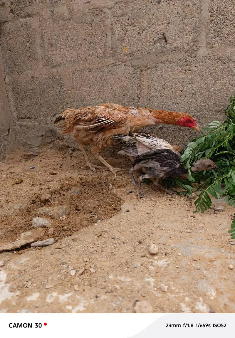 Aseel hen with 5 chicks — photo 5