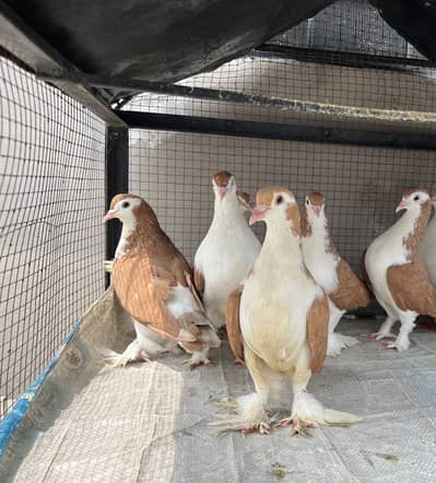 Breeder sherazi confirm pair