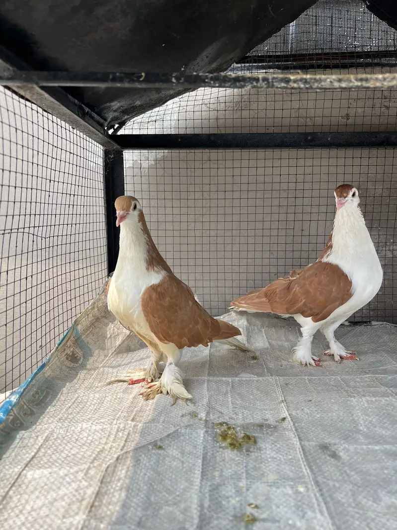 Breeder sherazi confirm pair — photo 2