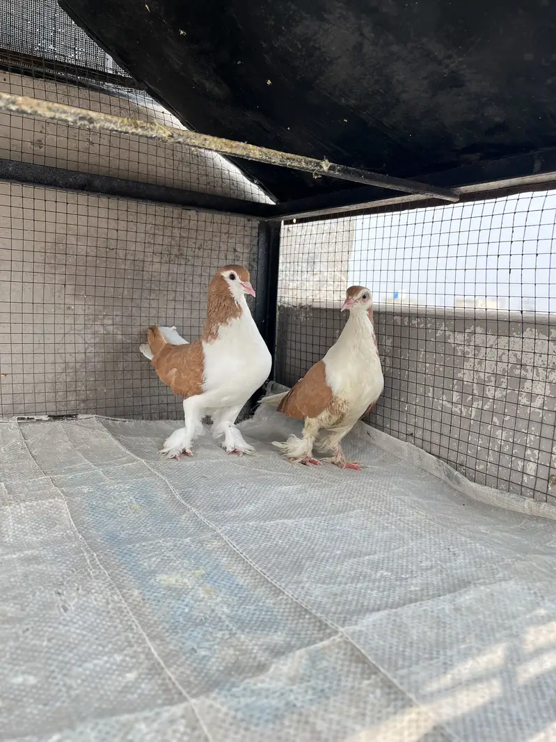 Breeder sherazi confirm pair — photo 3
