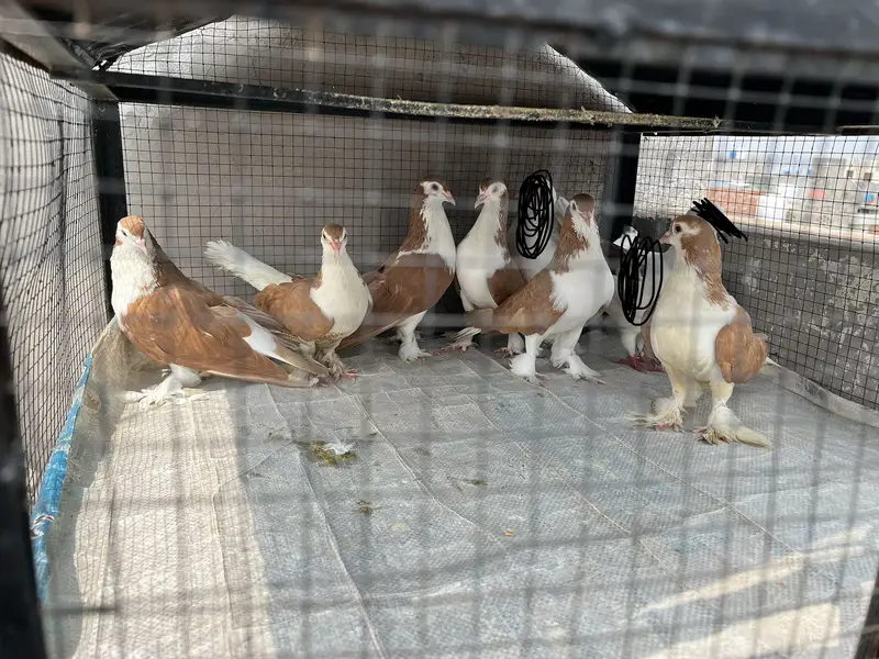 Breeder sherazi confirm pair — photo 4