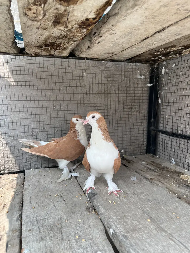 Breeder sherazi confirm pair — photo 5