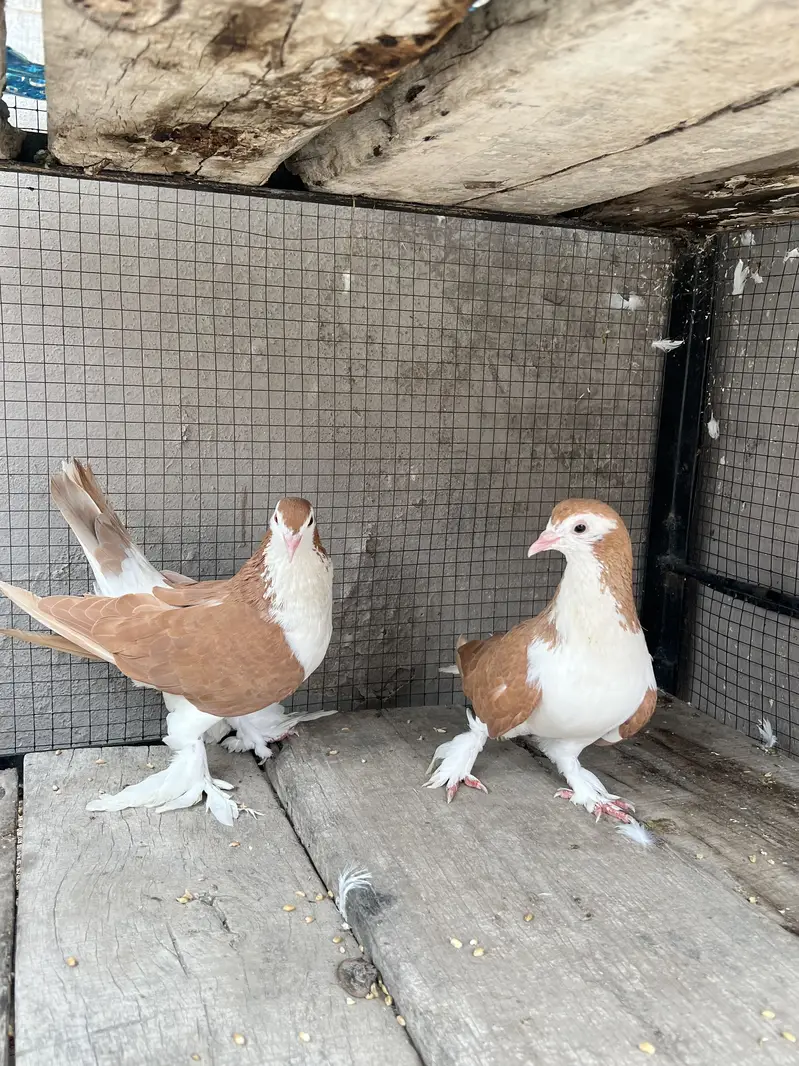 Breeder sherazi confirm pair — photo 6