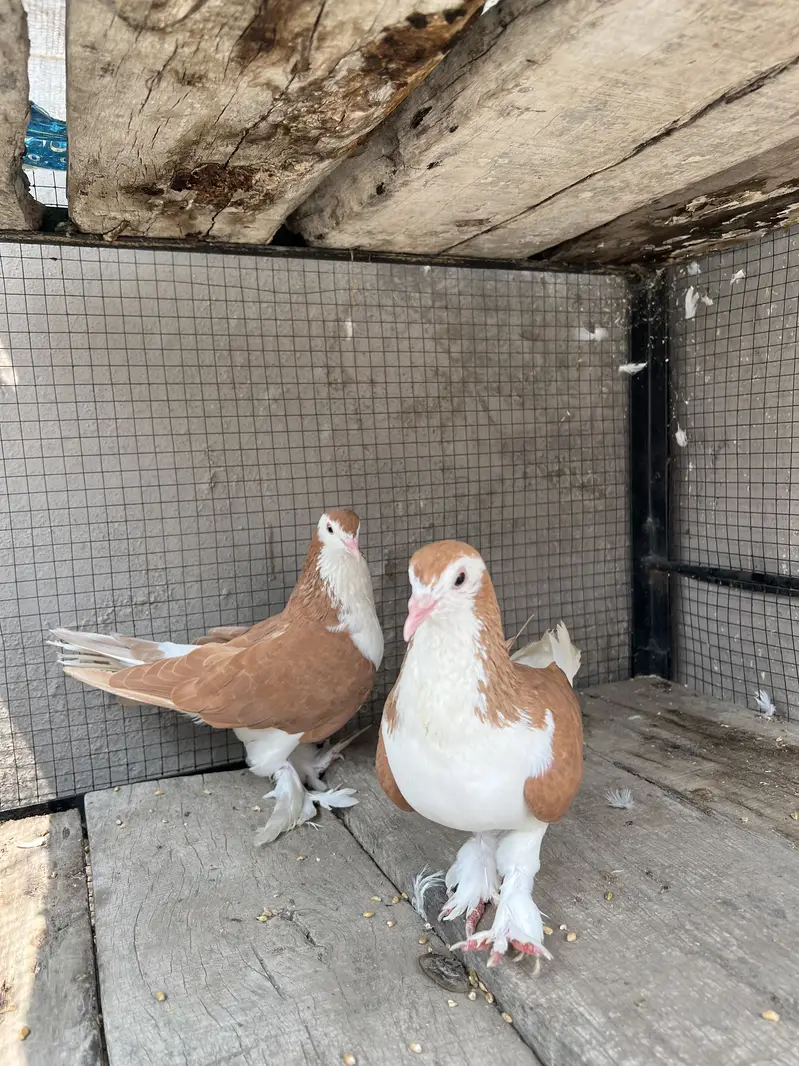 Breeder sherazi confirm pair — photo 7