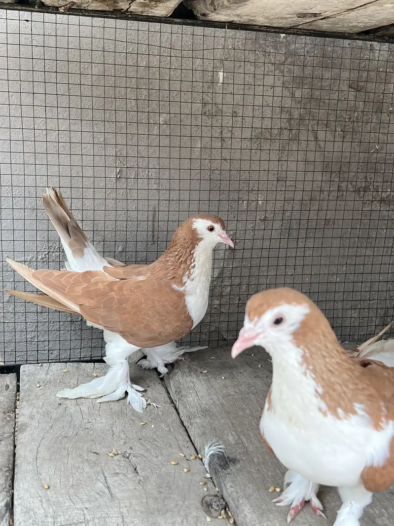 Breeder sherazi confirm pair — photo 8