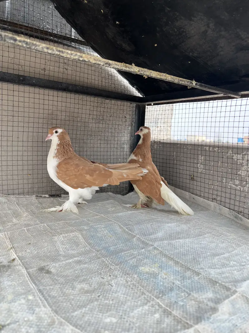 Breeder sherazi confirm pair — photo 9