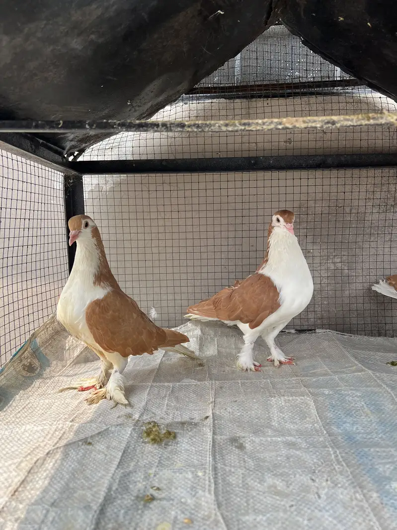 Breeder sherazi confirm pair — photo 10