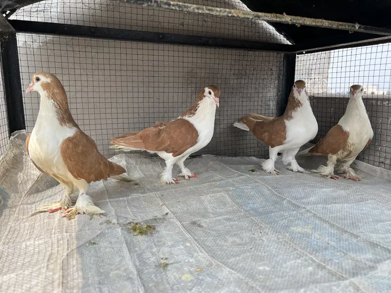 Breeder sherazi confirm pair — photo 11