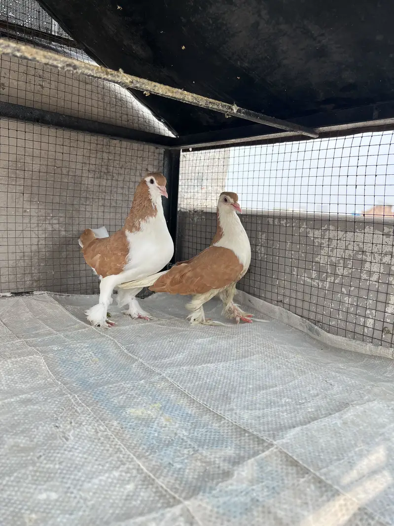 Breeder sherazi confirm pair — photo 12