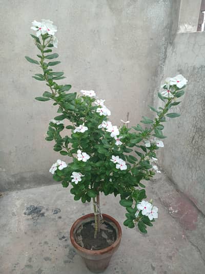 Brighten Your Space with Hybrid Vinca