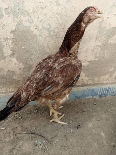 Assel female