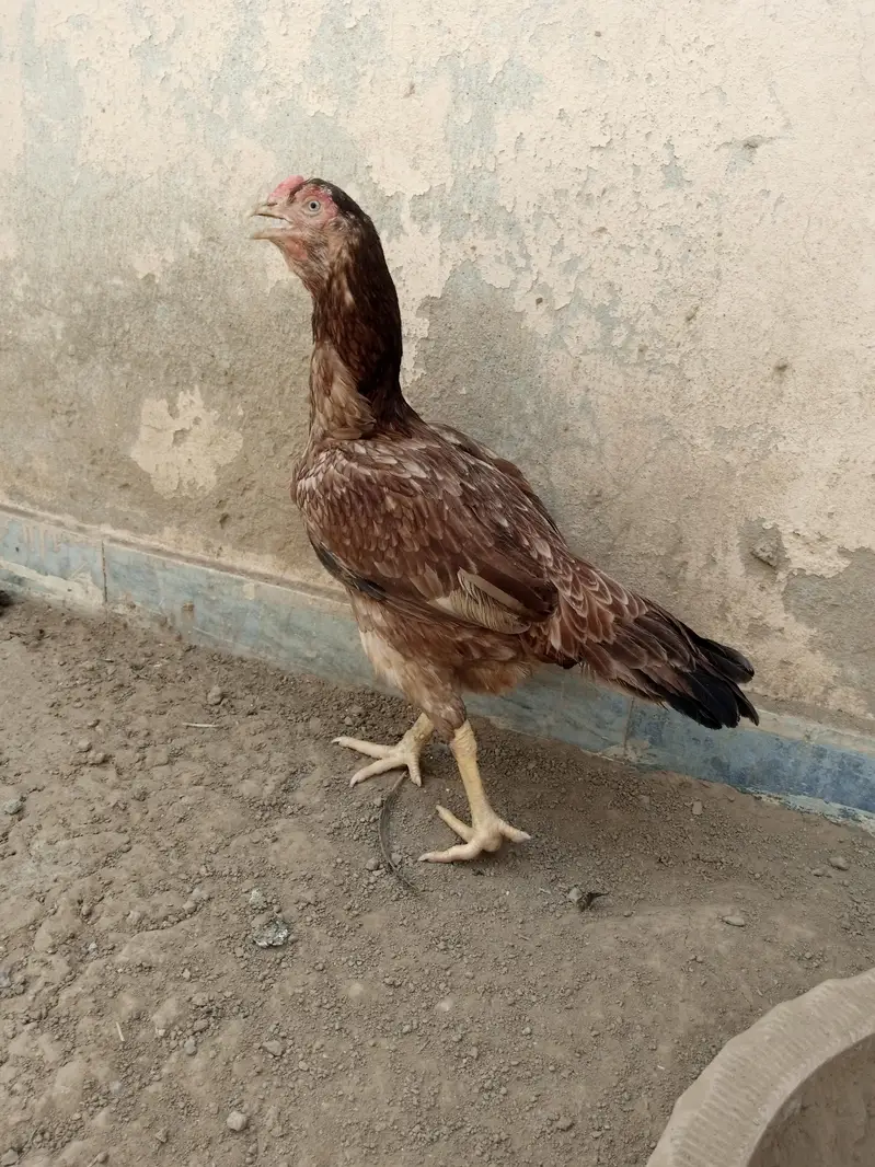 Assel female — photo 2