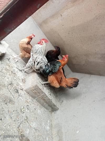3 murghi 1 murgha