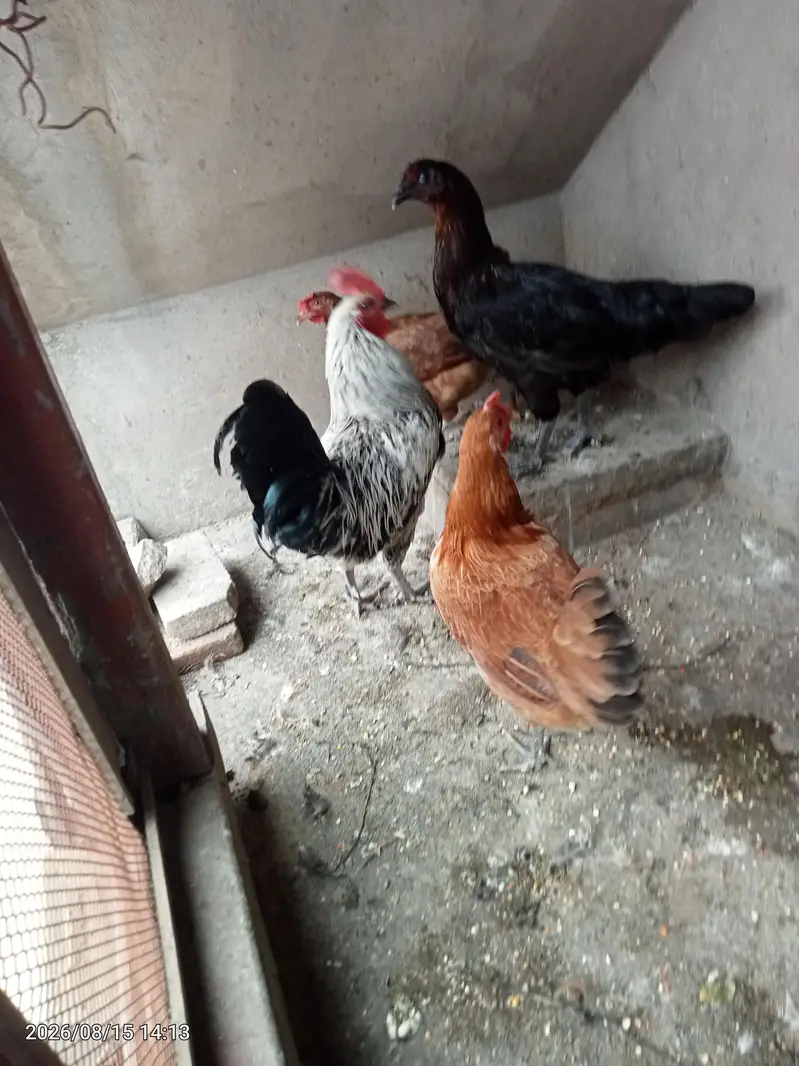 3 murghi 1 murgha — photo 2