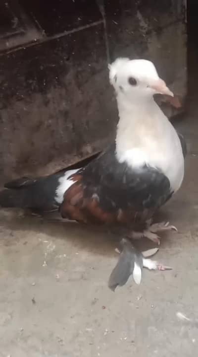 karbalai
