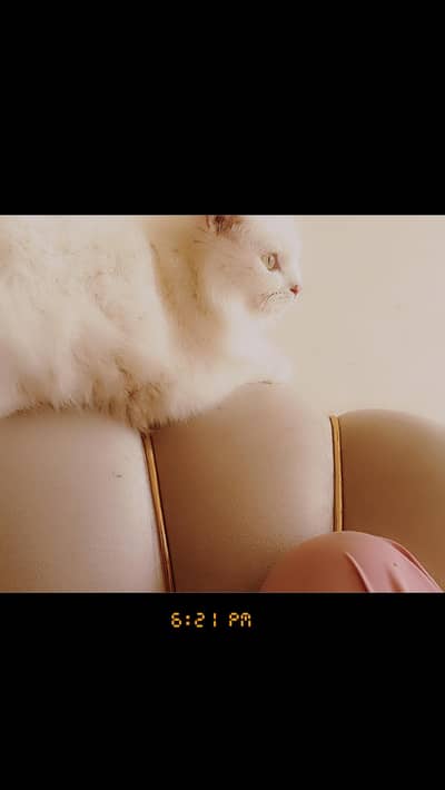 White Fluffy male Persian kitten