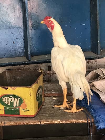 For sell HEERA MALE only serious person contact karye thanks