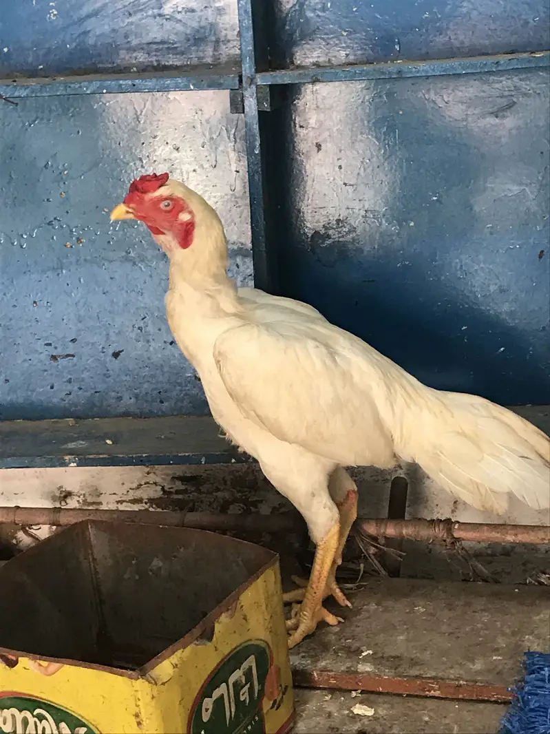 For sell HEERA MALE only serious person contact karye thanks — photo 2