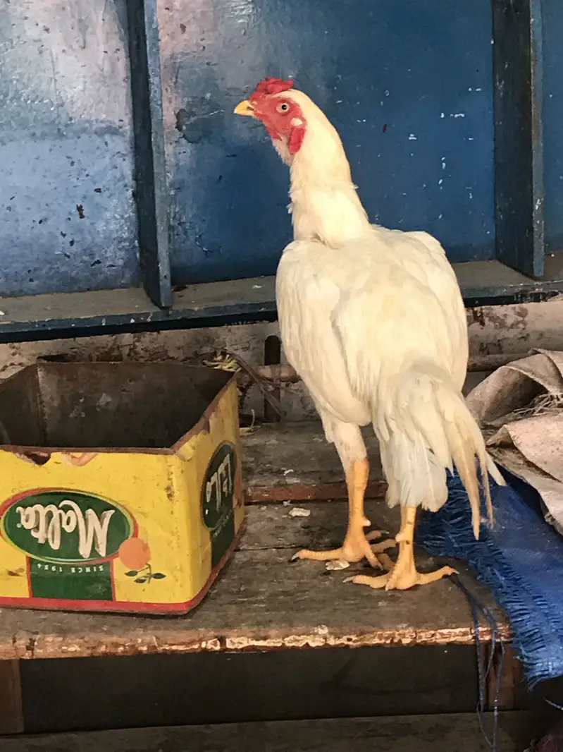 For sell HEERA MALE only serious person contact karye thanks — photo 3