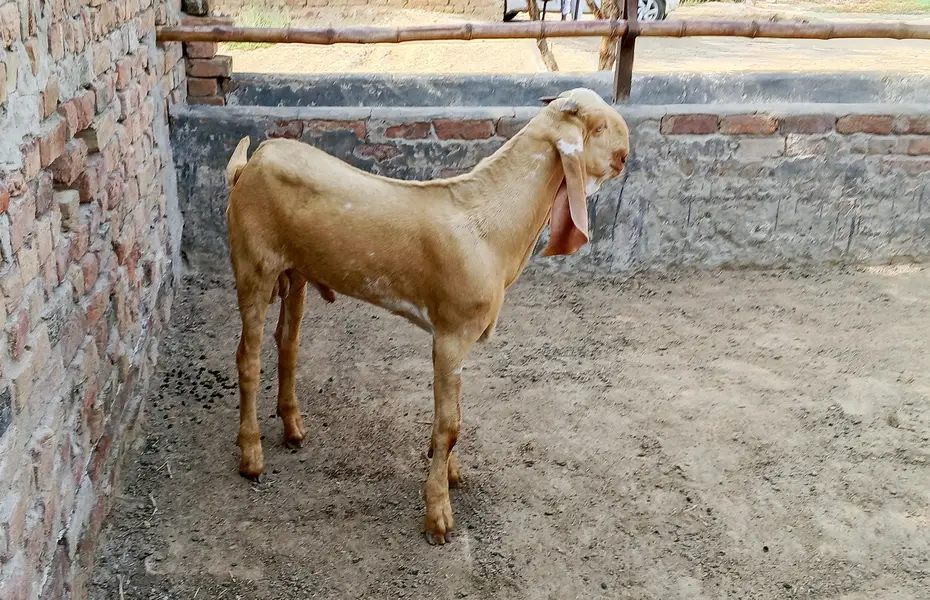 Makhi cheeni male 6 adad — photo 2