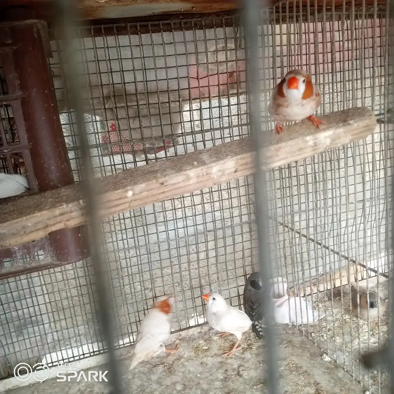4 male 1 pair under sy achay size hn — photo 3