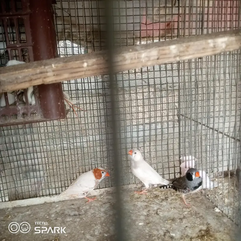 4 male 1 pair under sy achay size hn — photo 4