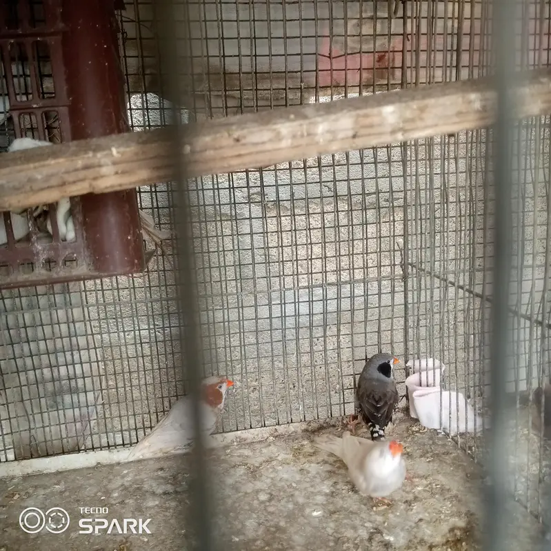 4 male 1 pair under sy achay size hn — photo 5