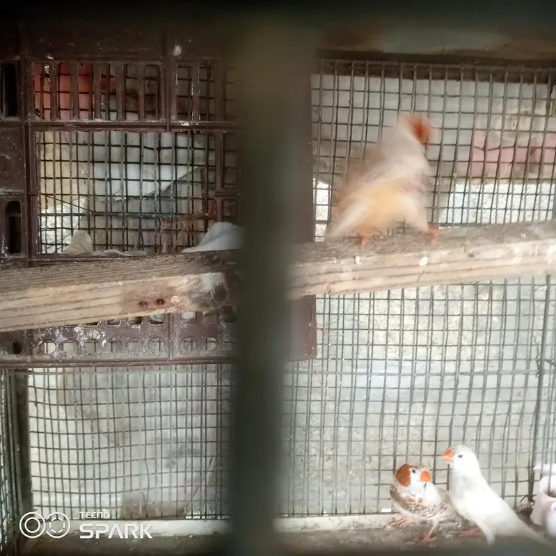 4 male 1 pair under sy achay size hn — photo 6