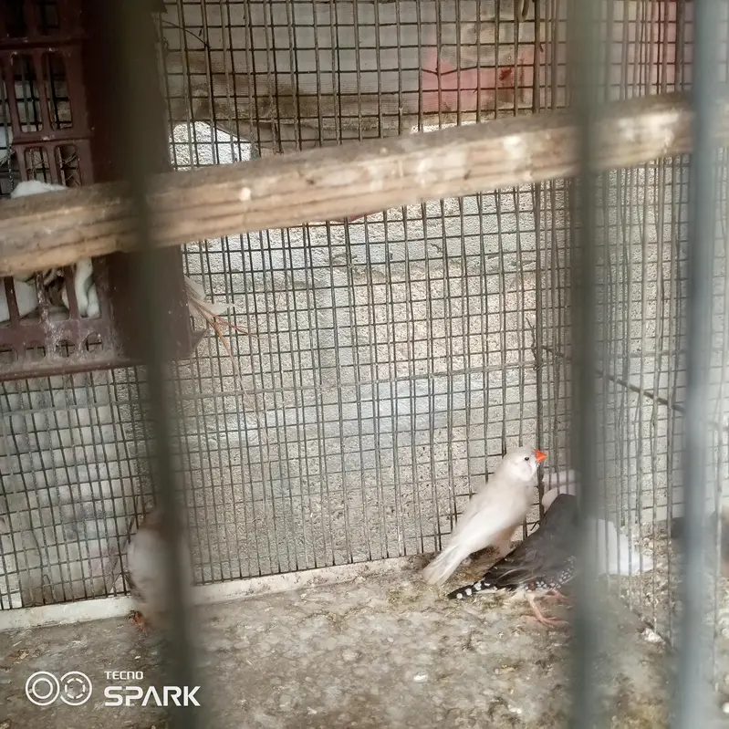 4 male 1 pair under sy achay size hn — photo 7
