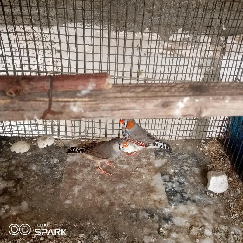 4 male 1 pair under sy achay size hn — photo 8