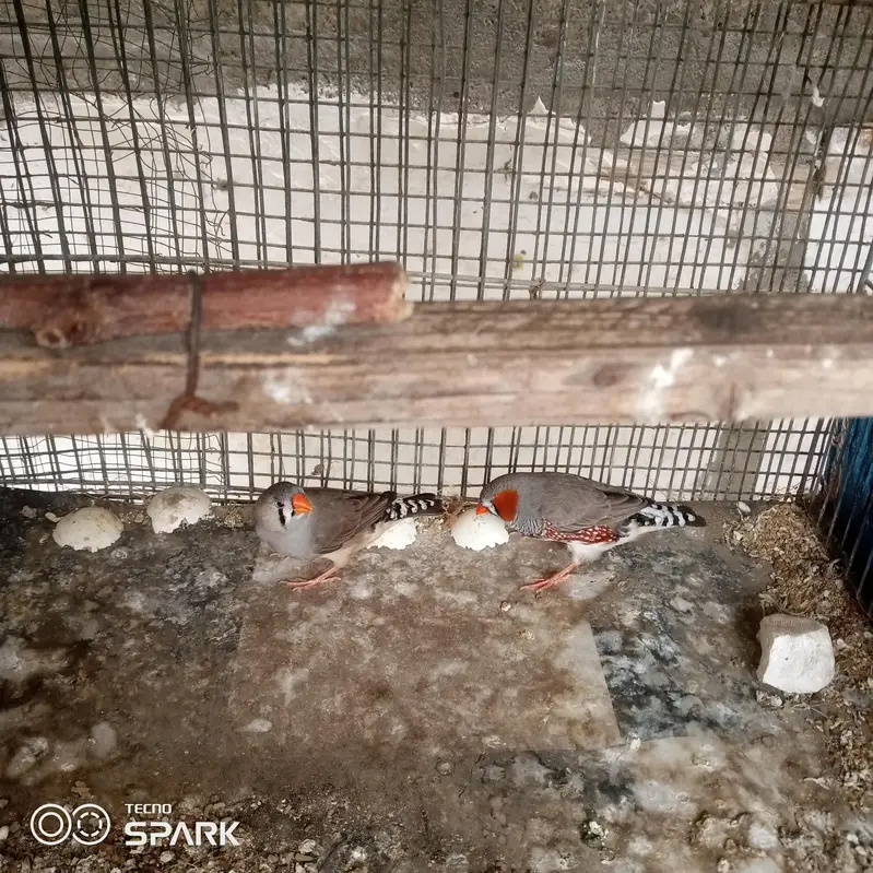4 male 1 pair under sy achay size hn — photo 9