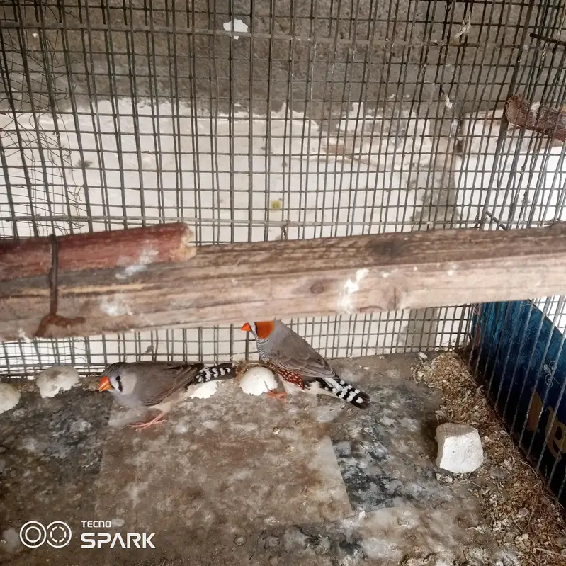 4 male 1 pair under sy achay size hn — photo 10