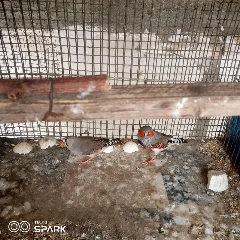 4 male 1 pair under sy achay size hn — photo 12