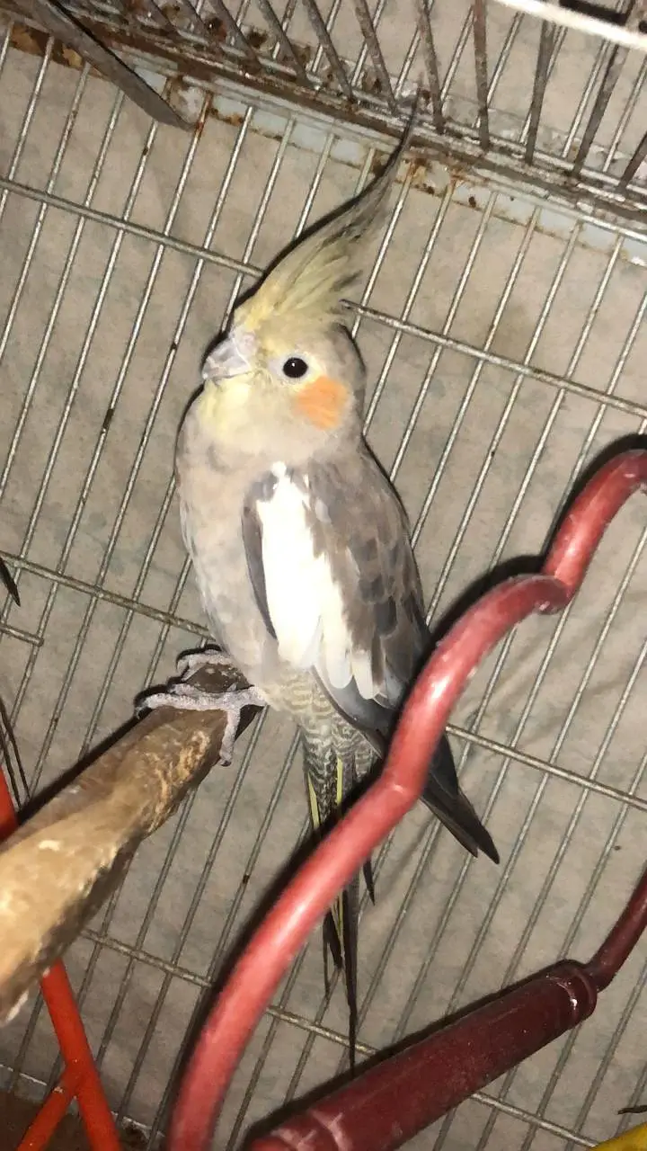 4 cocktail grey 1 family breader pair — photo 2